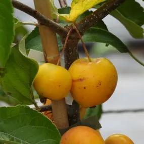Butterball Crabapple (Malus butterball) 4